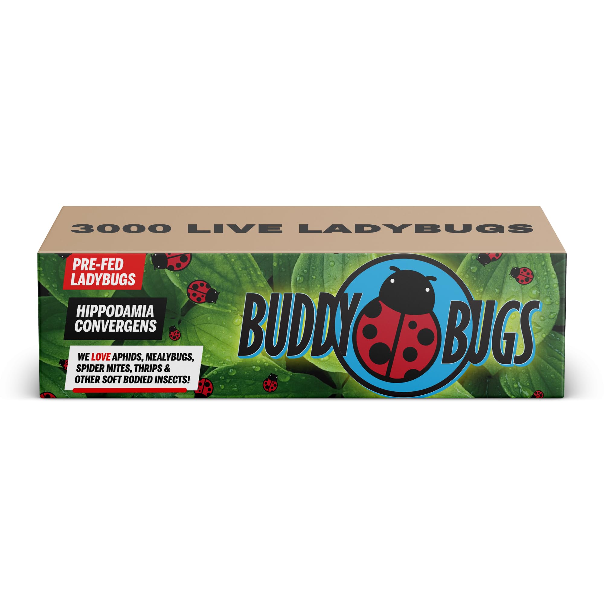 Amazon.com : 3,000 Live Ladybugs – Natural Aphid Control | Pre-Fed